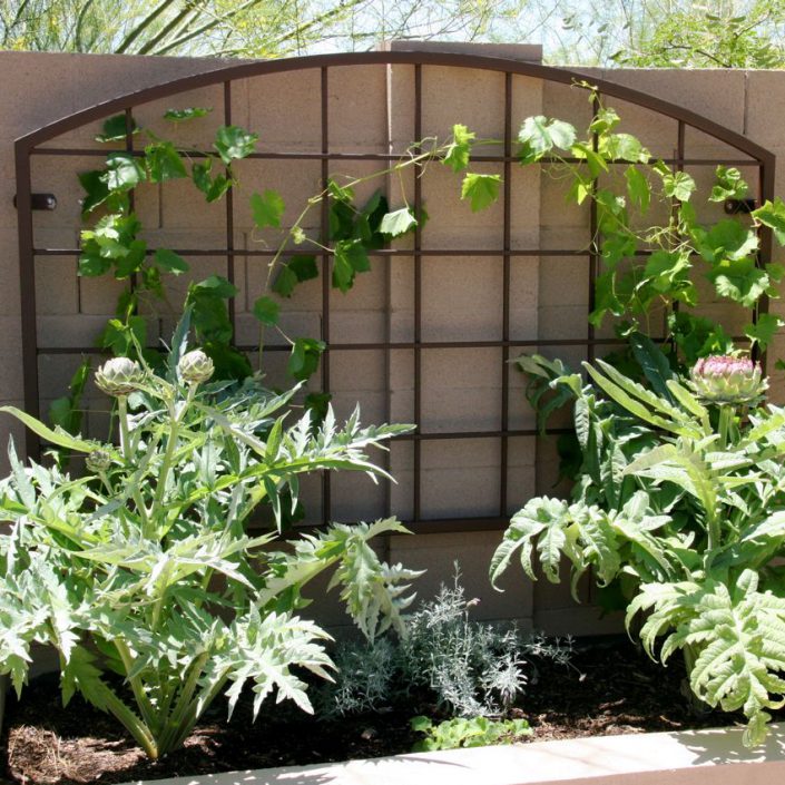 Gallery Arizona Trellis Gardening Trellises